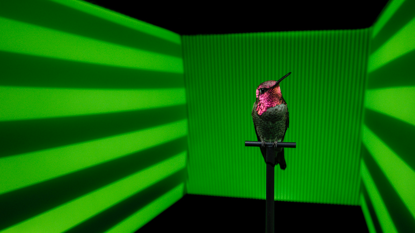 A pink hummingbird sits on a perch inside of a tunnel. Green and black stripes are projected on the walls of the tunnel.