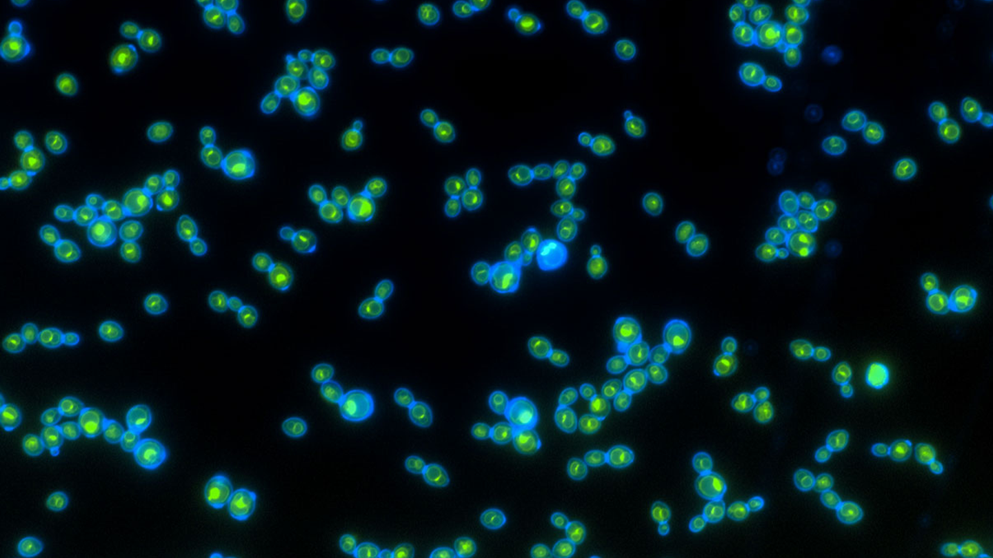 Green rhodopsin proteins inside the blue cell walls help these yeast grow faster when exposed to light.